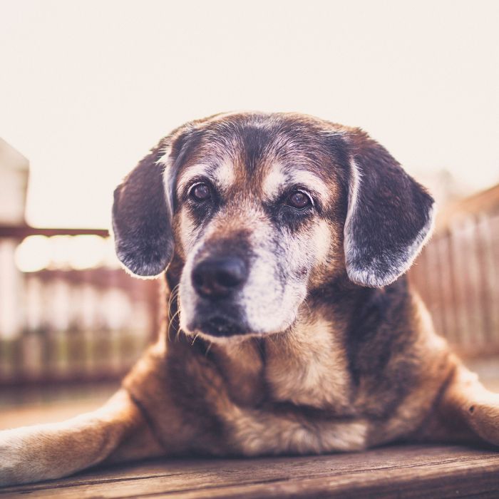 A dog sitting on wooden deck