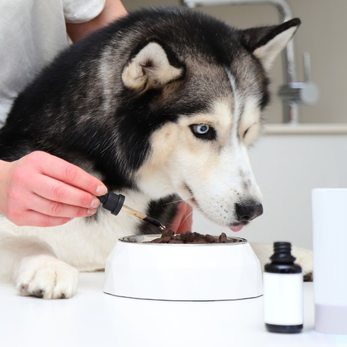 Person dripping supplements in dog's food