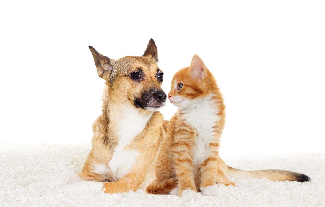 A puppy and kitten sitting together