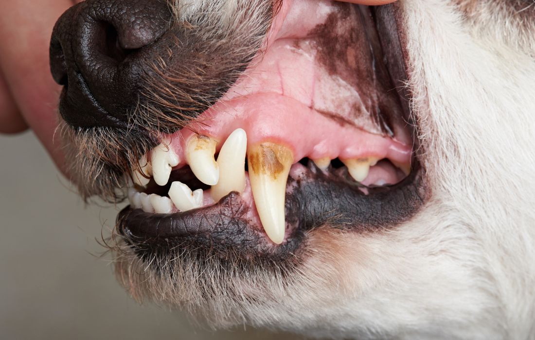 A veterinarian checking dog's teeth