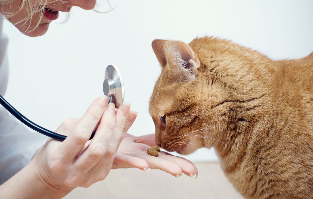 A veterinarian feeding a cat