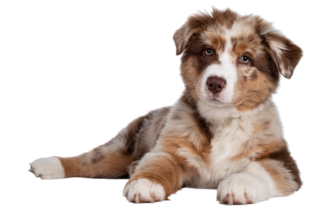 Brown Australian Shepherd Puppy