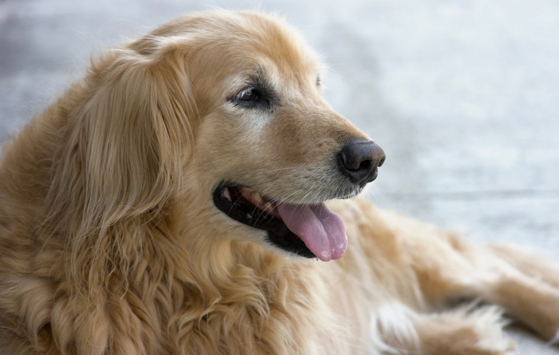 Golden retriever lying on the floor