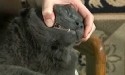 Person Brushing cat’s teeth