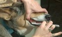 Person brushing dog’s teeth