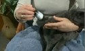 Person giving liquid medication to a cat