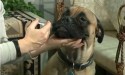 Person giving liquid medication to a dog