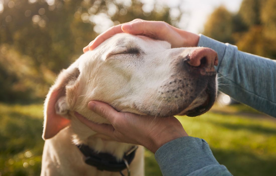 Person petting a dog