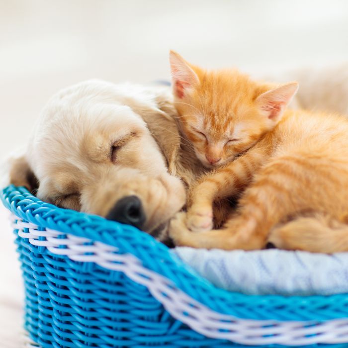 Puppy and kitten are sleeping