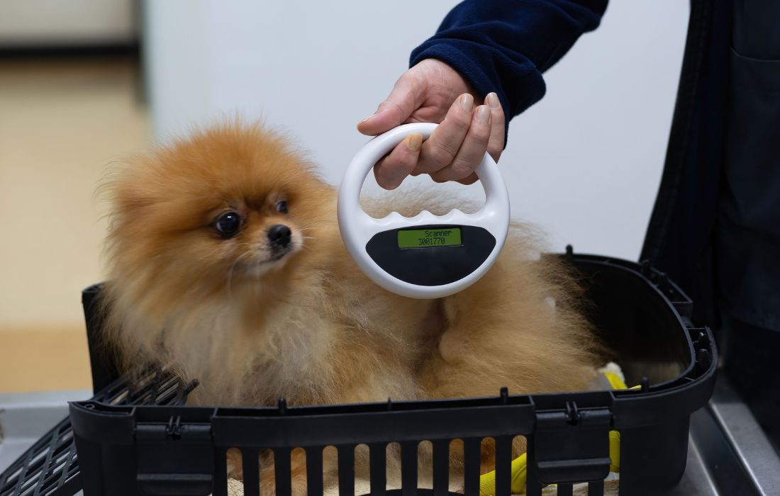 Vet scanning a dog's body for microchip