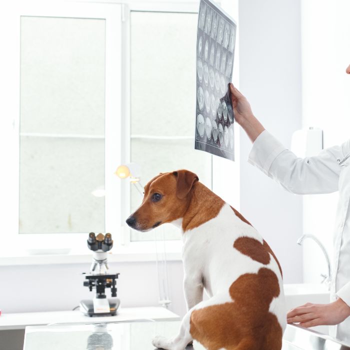 Veterinarian examining dog's x-ray