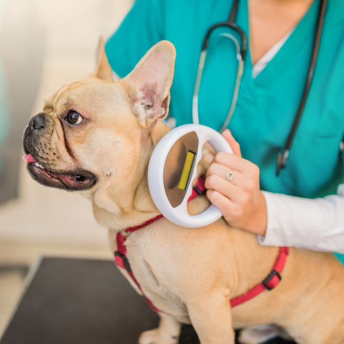 Veterinarian scanning microchip on a bulldog