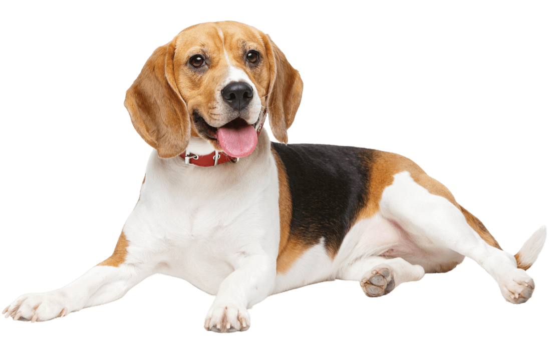 beautiful beagle dog