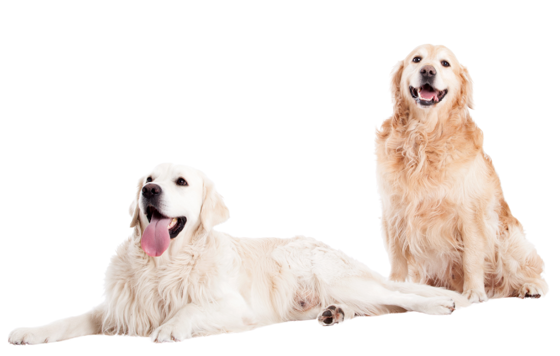 Two golden retriever dogs