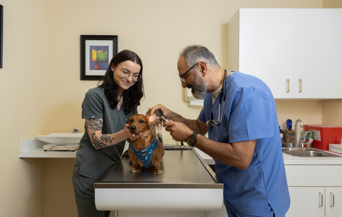 A veterinarian carefully examining a dog