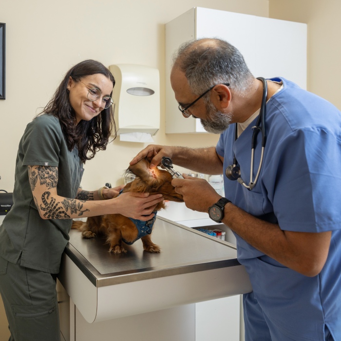 A vet closely inspecting a dog