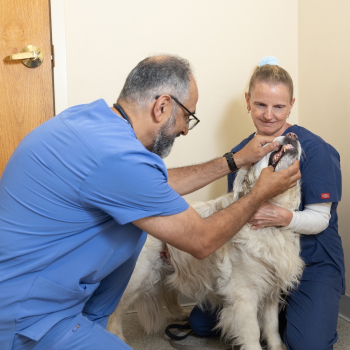 A veterinarian examining a dog's teeth