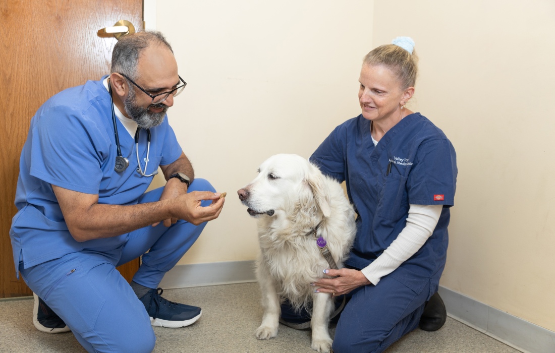 A veterinarian gives a meal to a dog