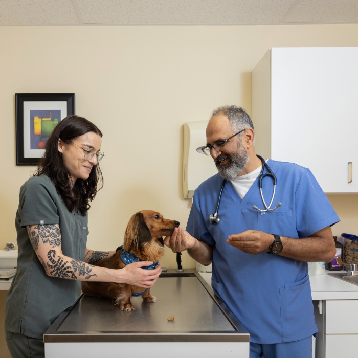 A veterinarian feeds a dog