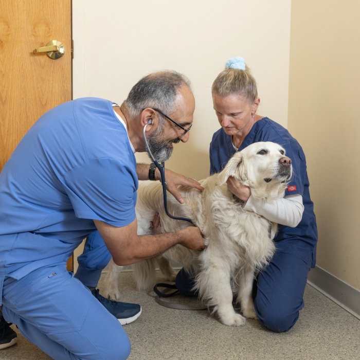 A veterinarian conducting a check-up on a dog