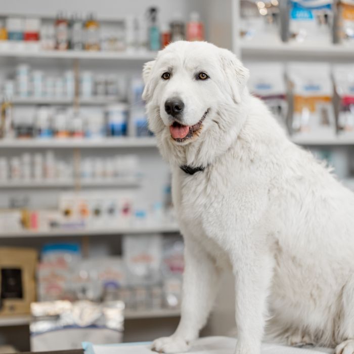 dog sitting on pharmacy table