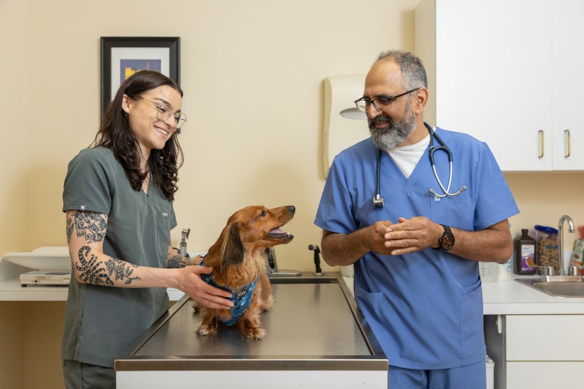 vet petting a dog