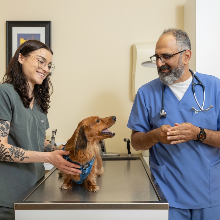 Two vets with their loyal canine companion